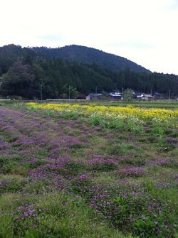 田舎田んぼ